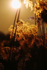 Close-up of fresh plants at sunset