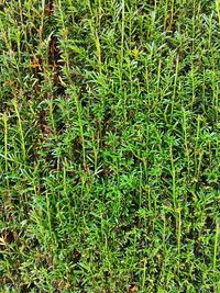 Full frame shot of plants on field