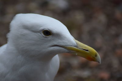 Close-up of seagull