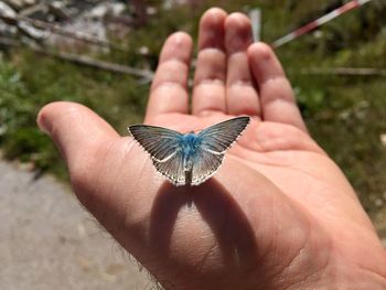 Midsection of person holding butterfly
