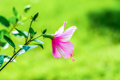 plant
