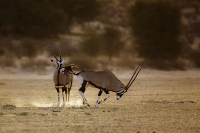 Deer on field