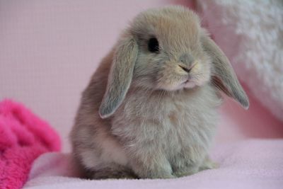 Close-up of a rabbit on bed