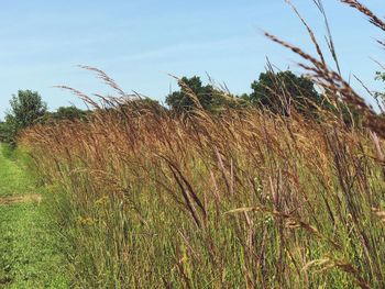 Close-up of plants on field against sky