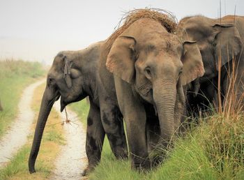 A herd of elephants grazing in dhikala grassland in corbett tiger reserve 