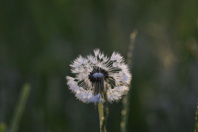 Close-up of dandelion flower