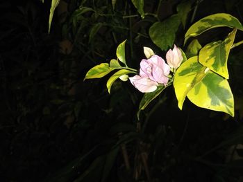 Close-up of blooming outdoors