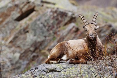 Mountain goat sitting on rock