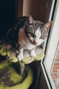 Portrait of a cat looking away