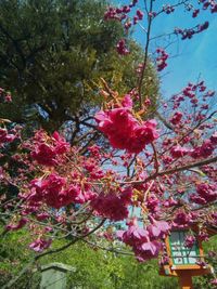 Low angle view of pink flower tree against sky