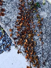 High angle view of snow on rock