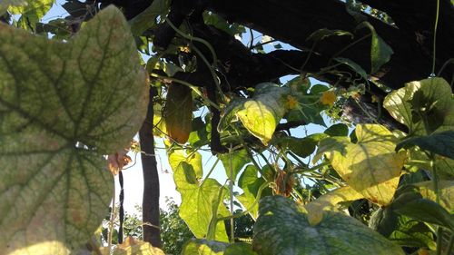 Low angle view of fruits hanging on tree