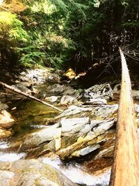 River amidst trees in forest