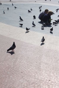 High angle view of birds flying over lake