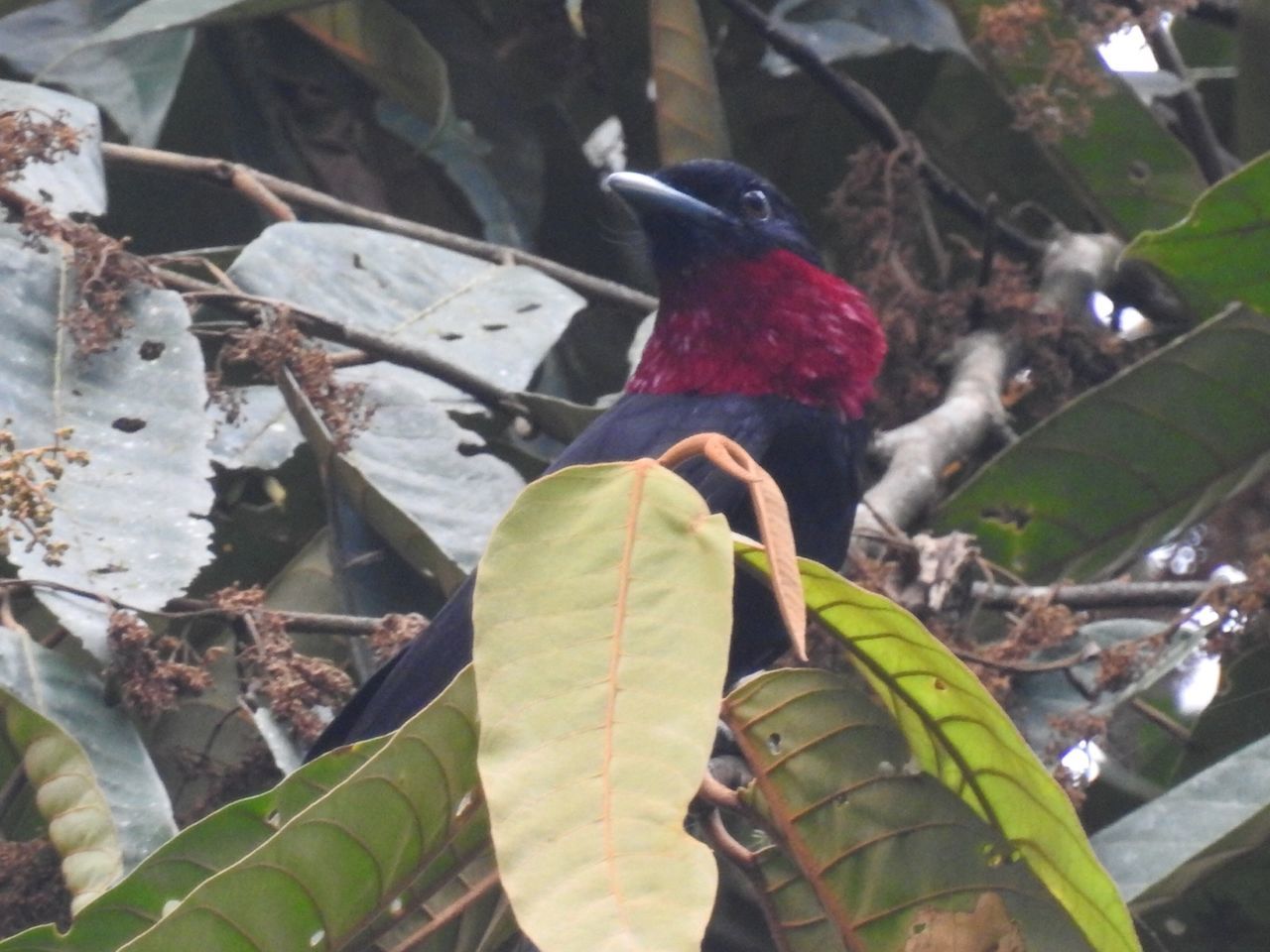 leaf, plant part, animals in the wild, vertebrate, animal themes, animal, animal wildlife, one animal, bird, perching, plant, day, no people, nature, red, tree, outdoors, beauty in nature, close-up, focus on foreground