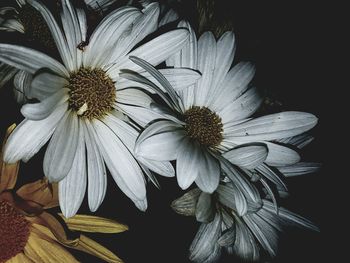 Close-up of flowers