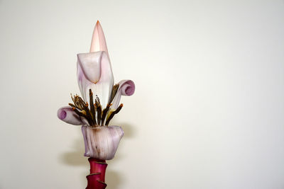 Close-up of banana flower against wall