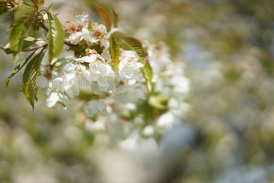 Close-up of white flowers