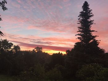 Silhouette of trees at sunset