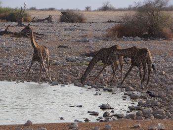 View of giraffe drinking water from land