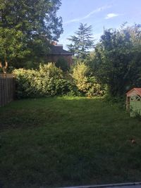 Trees on grassy field