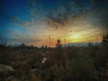 Trees against sky during sunset