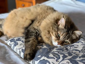 Portrait of cat resting on bed at home