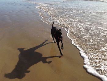 High angle view of person walking on shore at beach