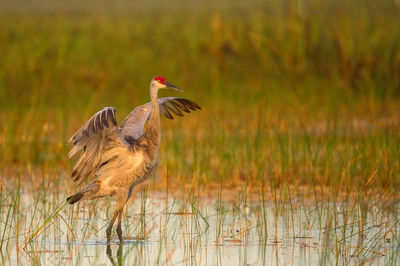 Bird perching on a field