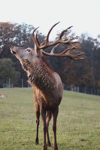 Deer standing on field