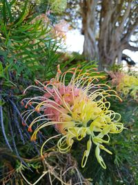 Close-up of flower growing on tree