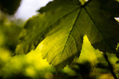 Close-up of maple leaves