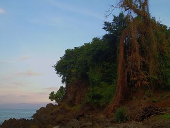 Trees by sea against sky