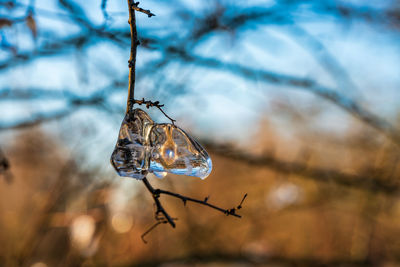 Icicles colored by sunlight