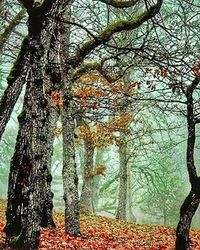 Bare trees in forest