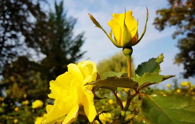 Close-up of yellow flower blooming against sky