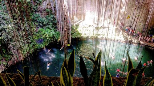 Reflection of trees in water