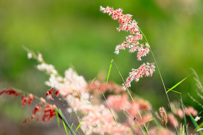 Close-up of flowers blooming outdoors