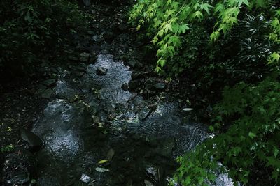 High angle view of water flowing in forest