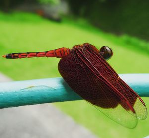 Close-up of dragonfly on grass