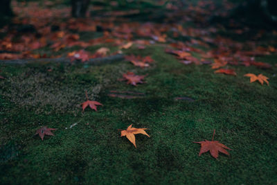 Autumn leaves fallen on ground