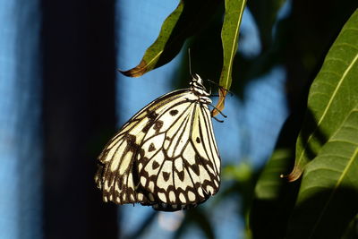 Close-up of butterfly pollinating flower