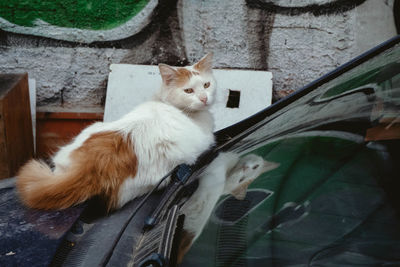 Cat looking through car window