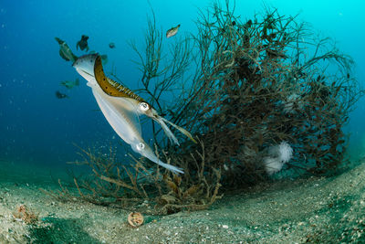 Fish swimming in sea