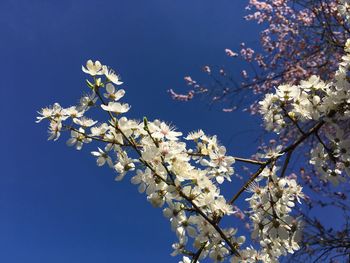 Low angle view of apple blossoms in spring