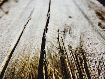 Close-up of tree stump