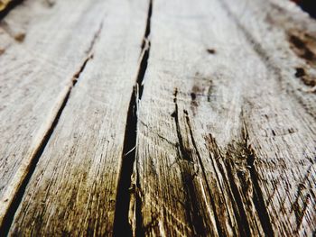 Close-up of tree stump