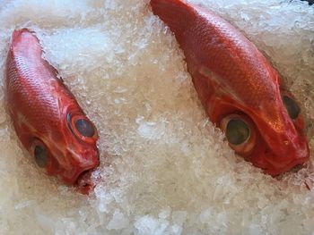 Close-up of red fishes amidst crushed ice at market