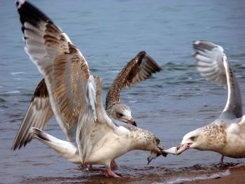 Seagulls fighting for prey at shore