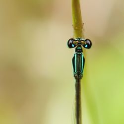 Close-up of insect on plant